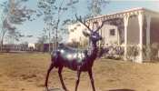 Deer by the Ice Cream Parlor