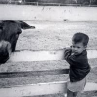 Nick with Cow?